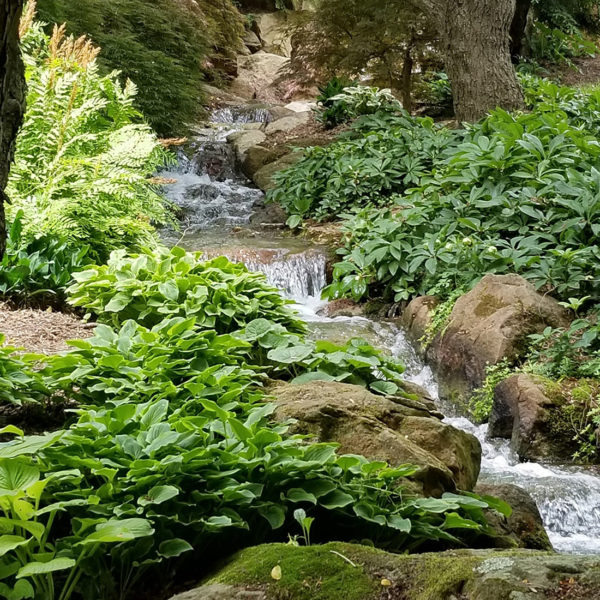 Plant Collection - Schnormeier Gardens